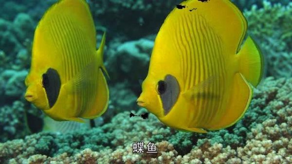 十二星座最适合养哪种鱼 双鱼座女生适合养什么宠物