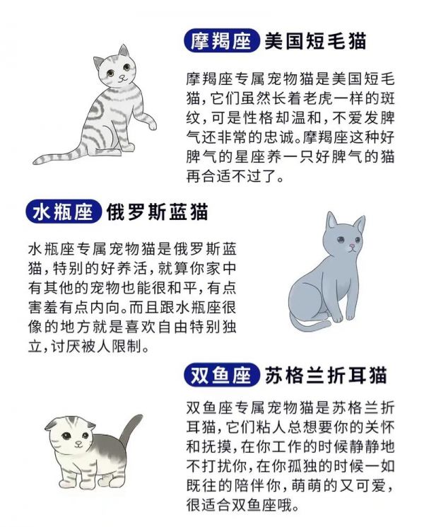 十二星座最适合养什么动物猫 双子座适合养什么动物