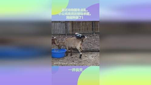 最近动物圈有点乱，小公鸡竟然还想玩羊妞，跨越种族了！