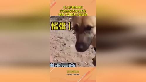 主人掰着狗嘴玩，旁边的狗子连忙拒绝，狗看了都摇头不是比喻！