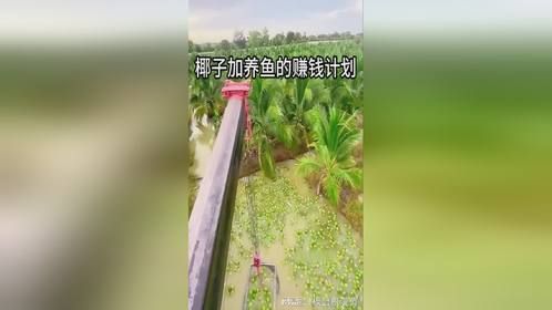 椰子加养鱼的赚钱计划
