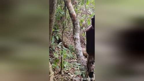 砍树根喝水