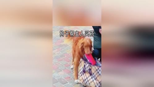 狗子帮主人买药！