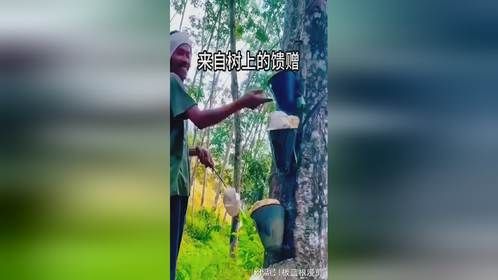 来自树上的亲情馈赠