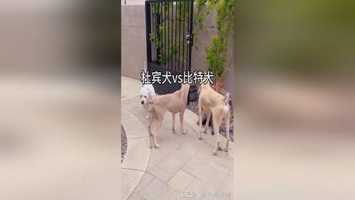 杜宾犬与比特犬的较劲