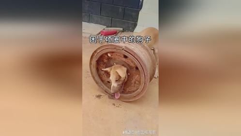 困于项圈中的狗子