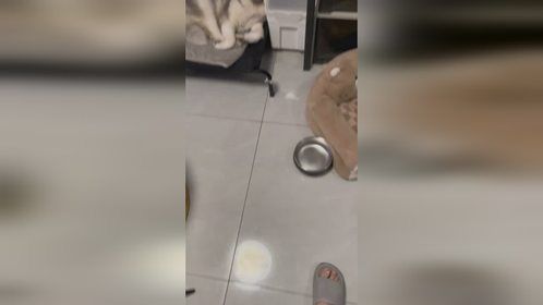 果然长的帅是不挑特效的