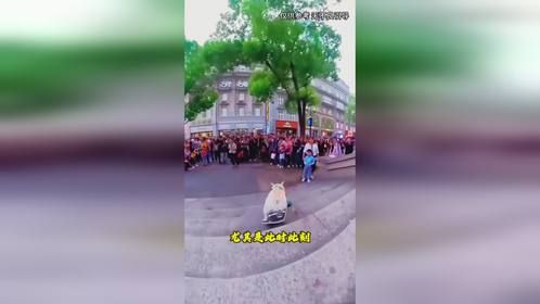 你敢相信吗，这个狗子竟是滑板高手，真是太有趣了
