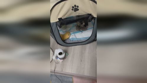 一个不留神嘴怎么肿了