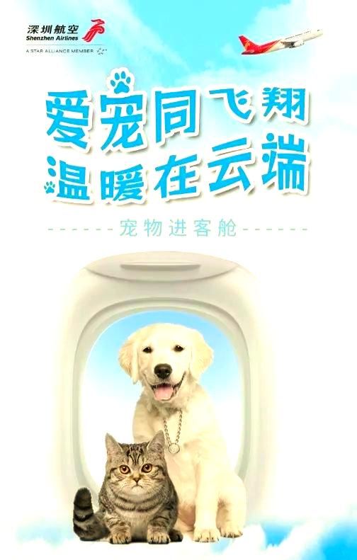 深航宠物进客舱：让爱宠全程相伴出行-有驾