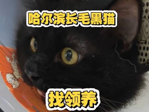 哈尔滨一只两岁左右的健康长毛黑公猫正在寻找新主人领养