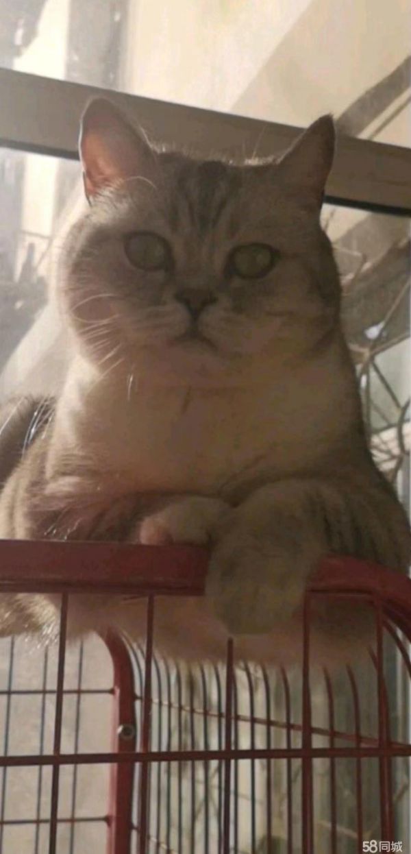 店主头像