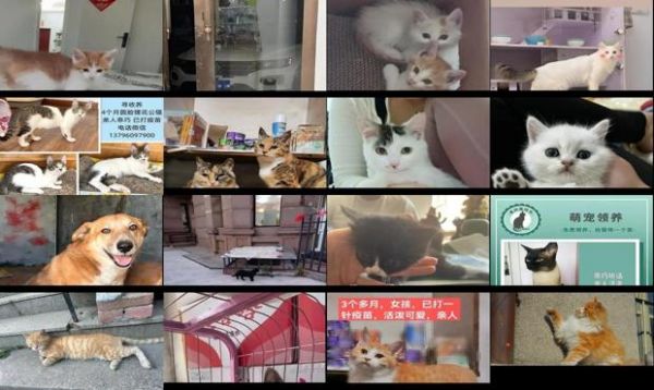哈尔滨猫咪领养