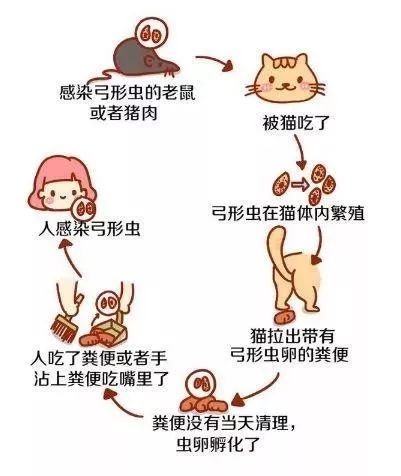 如何才会感染弓形虫