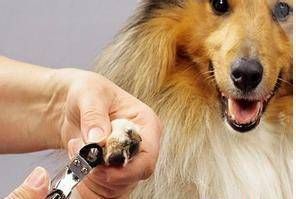宠物狗剪脚底毛,选剪刀,步骤详解。