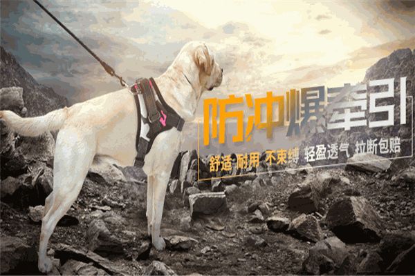 宠贝贝宠物用品