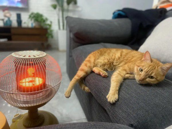 猫咪为什么怕冷