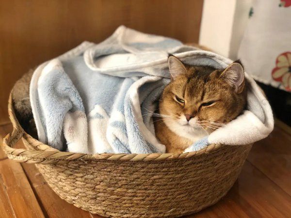猫咪为什么怕冷