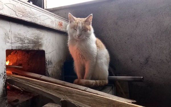 猫咪为什么怕冷