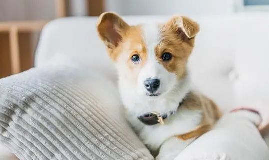 狗狗为什么不会感到冷