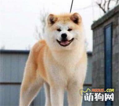 世界上最不怕冷的狗在中国？是什么狗呢？