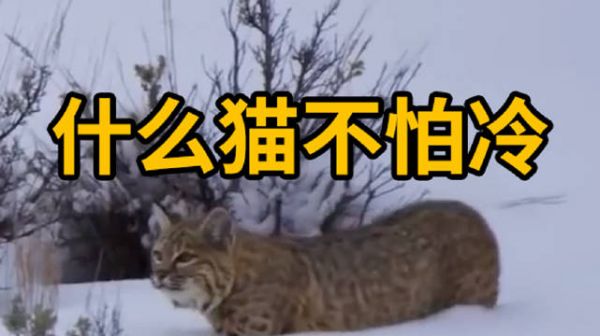 你见过不怕冷的猫吗?