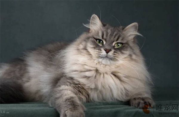 不怕冷的猫有哪些品种
