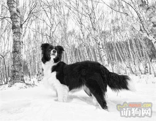 这5种狗狗，冬天也不怕冷，给它们穿衣服伤害很大！