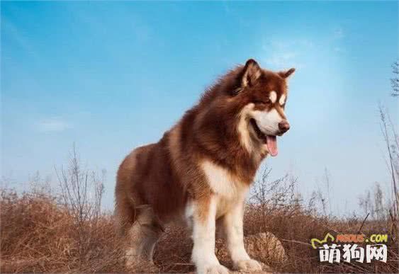 这5种狗狗，冬天也不怕冷，给它们穿衣服伤害很大！