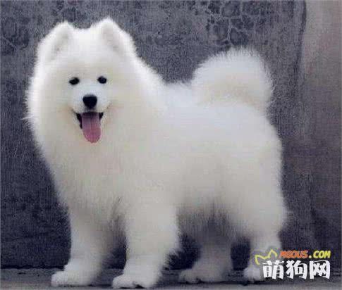 这5种狗狗，冬天也不怕冷，给它们穿衣服伤害很大！