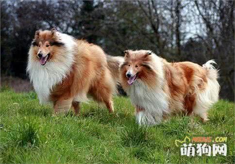 这5种狗狗，冬天也不怕冷，给它们穿衣服伤害很大！