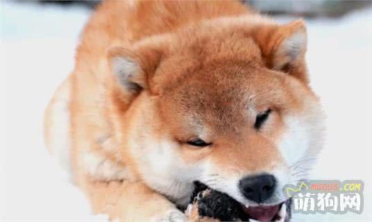 最不怕冷狗狗排名 排第一的，实在没想到