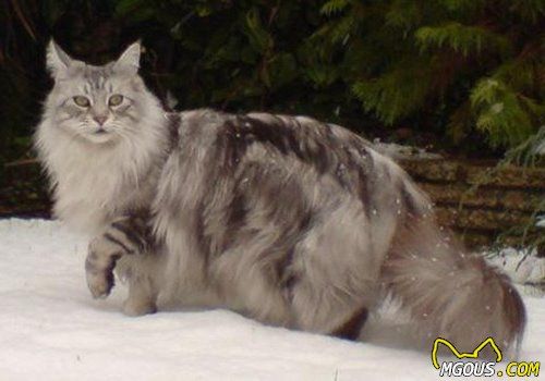 如何让猫咪火车托运更安全