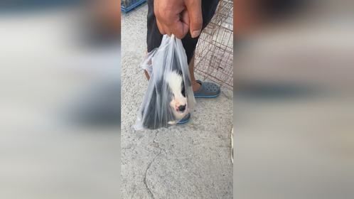 大哥也是爱狗人士，只是爱方式不一样，确认不会被憋死