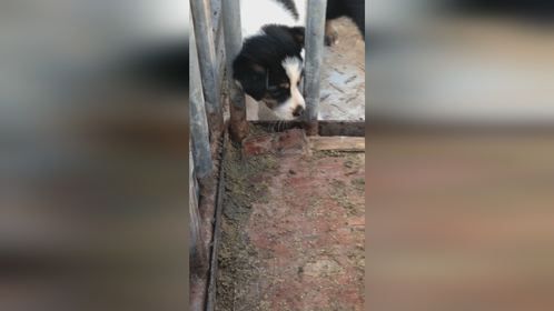主人没时间喂狗光顾养猪，结果饿得小狗吃猪食