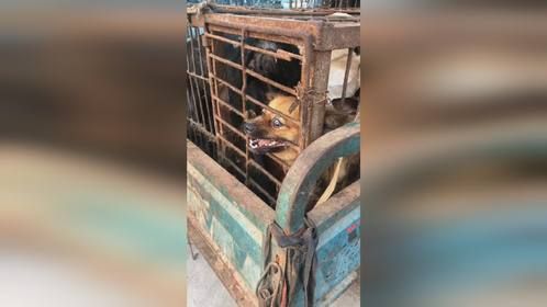 咬主人黄狗被卖肉车，妄想逃跑一直不停咬笼子，等它只有一个结果