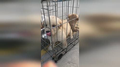 狗娃第一次离开妈妈想吃奶，嗷嗷叫个不停