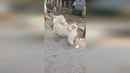 农村大爷把宠物狗养成田园犬，没洗过澡剪过毛变成这样