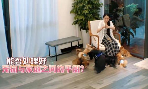郭碧婷70只宠物爬桌子随地大小便，引向佐对怀孕问题很是担忧