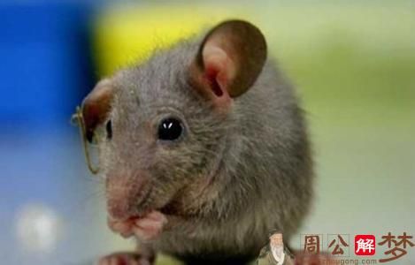 孕妇梦见老鼠