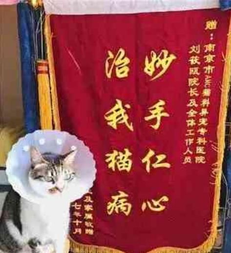宠物医院里的奇葩锦旗，感觉有点吓人，网友：我就服最后一个