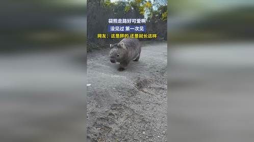 袋熊走路好可爱啊，没见过 第一次见，网友：这是胖的 还是就长这样