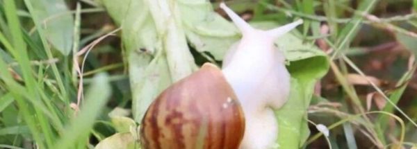 蜗牛怎么养，蜗牛养殖方法,