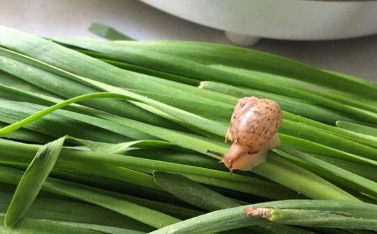 蜗牛怎么养，蜗牛养殖方法,