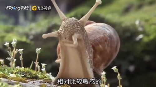 宠物蜗牛怎么养？初养者必看的蜗牛饲养指南