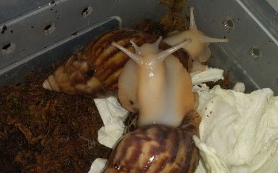 白玉蜗牛作为宠物咋养,白玉蜗牛怎么养