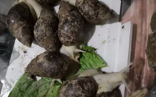 白玉蜗牛作为宠物咋养,白玉蜗牛怎么养