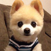 微信头像小狗
