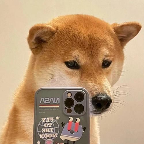 微信头像小狗