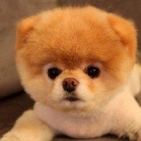 微信头像小狗